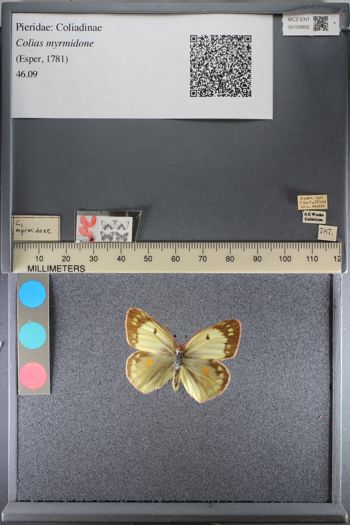 Media type: image;   Entomology 193802